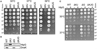 Bacterial Hsp90 Facilitates the Degradation of Aggregation-Prone Hsp70–Hsp40 Substrates
